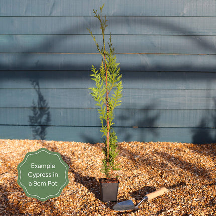 Leyland Cypress | Cupressocyparis leylandii Ornamental Trees