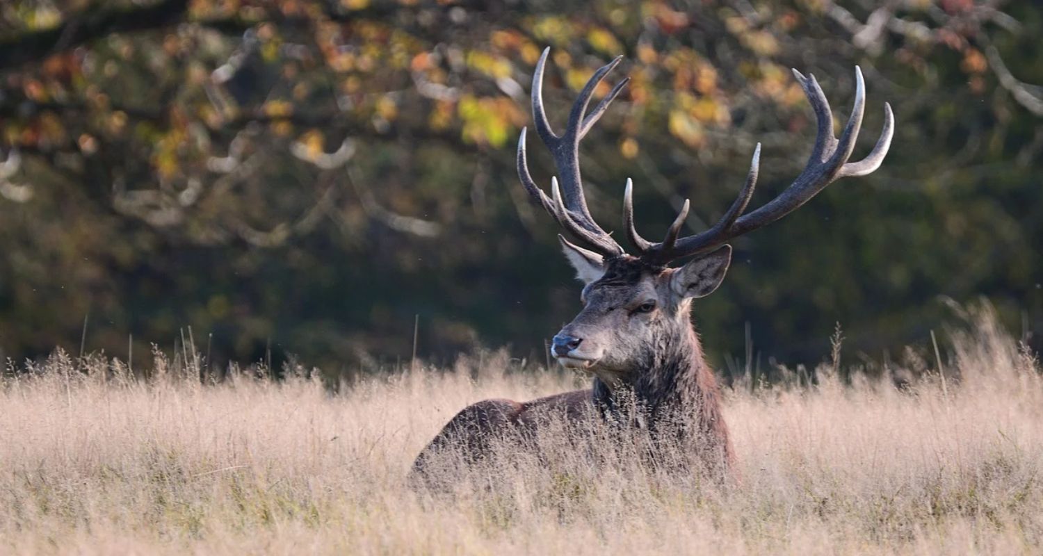 Deer-Resistant Plants