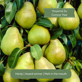 Cordon Pear Tree Trained Fruit Trees