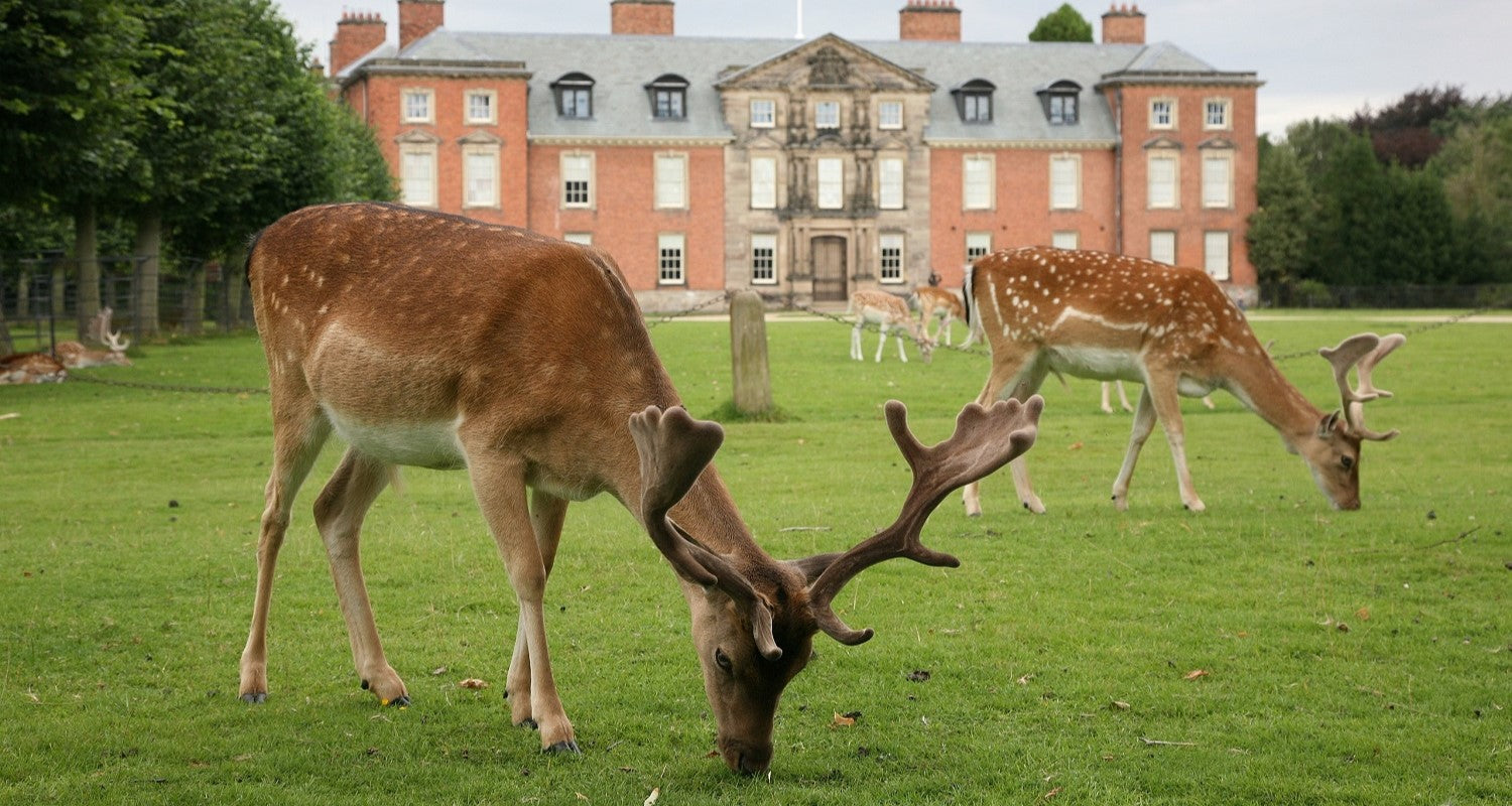 Dunham Massey - January Garden of the Month