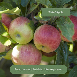 Duo Apple Tree | 'Cox's Orange Pippin' & 'Elstar' Trained Fruit Trees