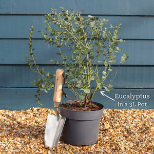 Hardy Eucalyptus Tree | Eucalyptus gunnii Ornamental Trees