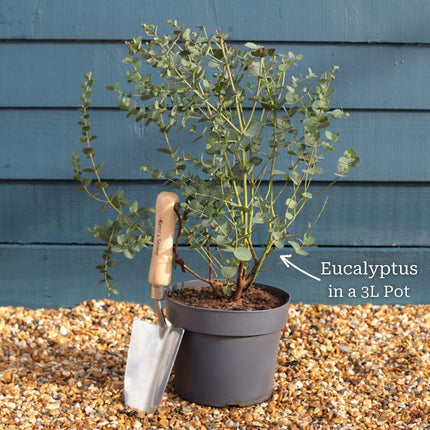 Hardy Eucalyptus Tree | Eucalyptus gunnii Ornamental Trees