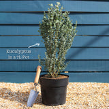 Hardy Eucalyptus Bush | Eucalyptus gunnii Ornamental Trees