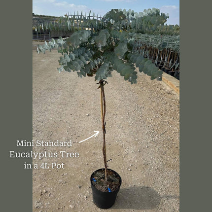 Standard Eucalyptus Tree | Eucalyptus gunnii