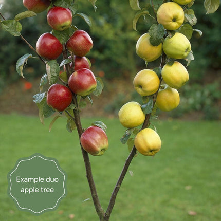 Duo Apple Tree | 'Cox's Orange Pippin' & 'Elstar' Trained Fruit Trees