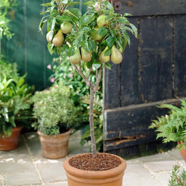 Patio Pear Tree Trained Fruit Trees