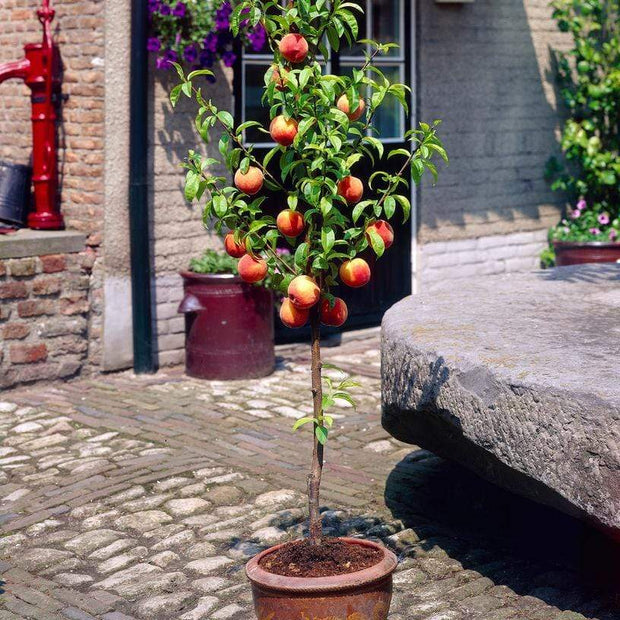 'Avalon Pride' Patio Peach Tree Fruit Trees