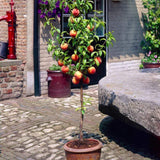 'Avalon Pride' Patio Peach Tree Fruit Trees