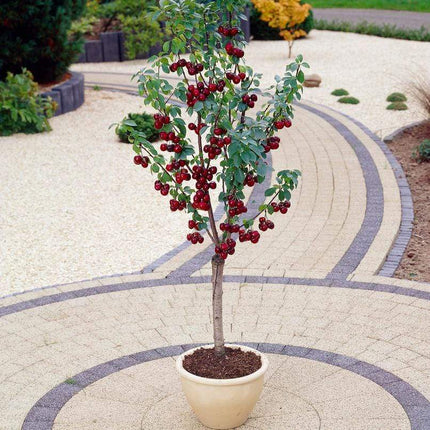 Patio Cherry Tree Trained Fruit Trees