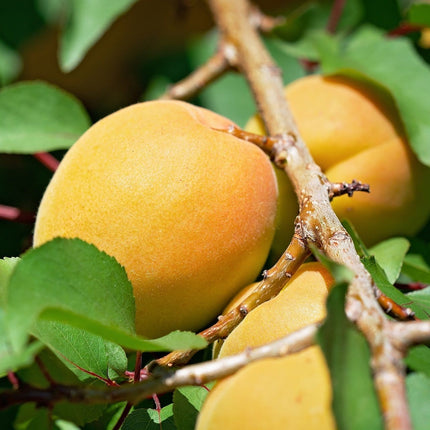 Patio Apricot Tree Trained Fruit Trees