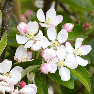 Duo Apple Tree | Cox's Orange Pippin & Golden Delicious Trained Fruit Trees