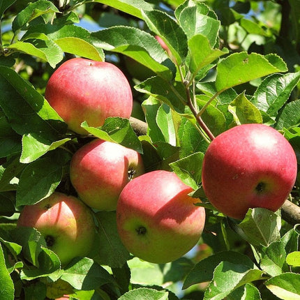 Patio Apple and Pear Trees | Perfect Partners Fruit Trees