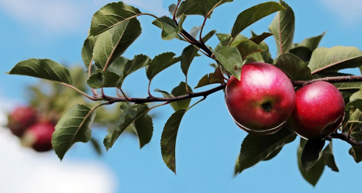 Family Apple Trees: A Grower’s Guide