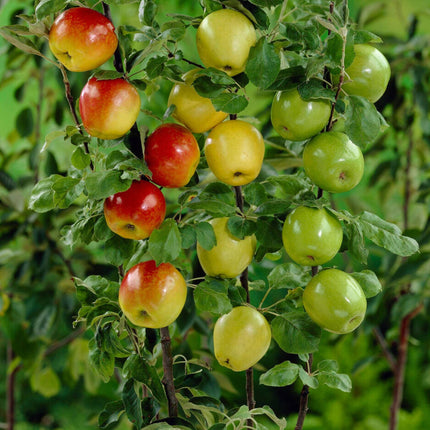 Family Apple Tree Trained Fruit Trees