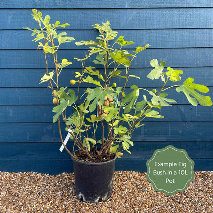 UK Hardy Fig Tree | 'Brown Turkey'