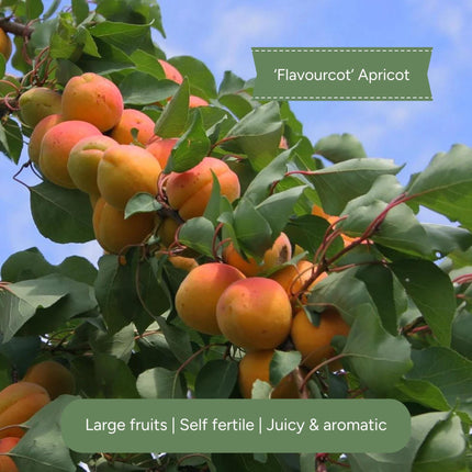 Cordon Apricot Tree Trained Fruit Trees