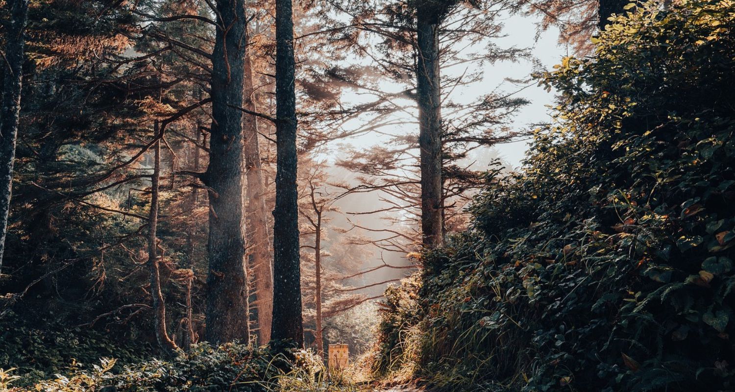 Forest Gardening: A Beginner’s Guide