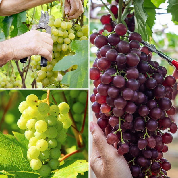 Full Season Grape Vines Collection Soft Fruit