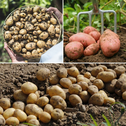 Full Season Seed Potato Pack | Growers' Choice Vegetables