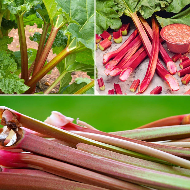 Full Season Rhubarb Collection Soft Fruit