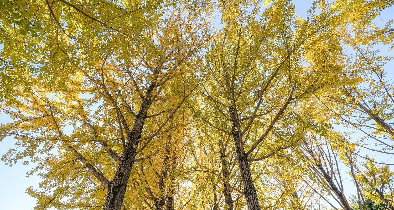 Ginkgo Tree Facts