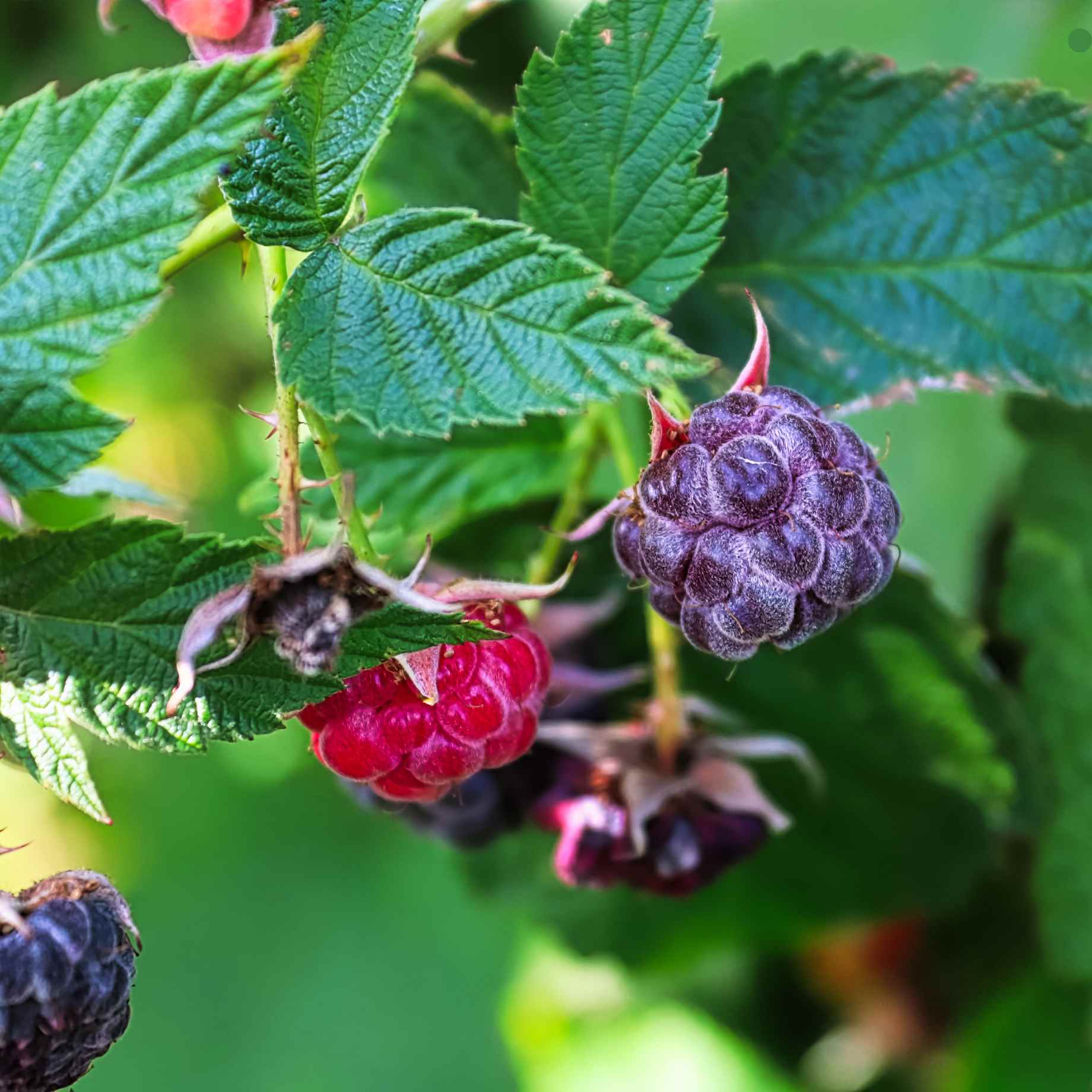 'Glencoe' Purple Raspberry Plants