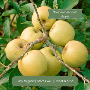 Duo Apple Tree | 'Cox's Orange Pippin' & 'Golden Delicious' Trained Fruit Trees