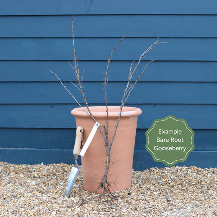 'Captivator' Gooseberry Bush Soft Fruit