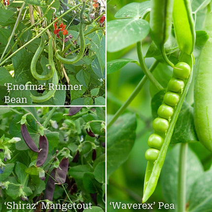 Gourmet Beans & Peas Collection Vegetables