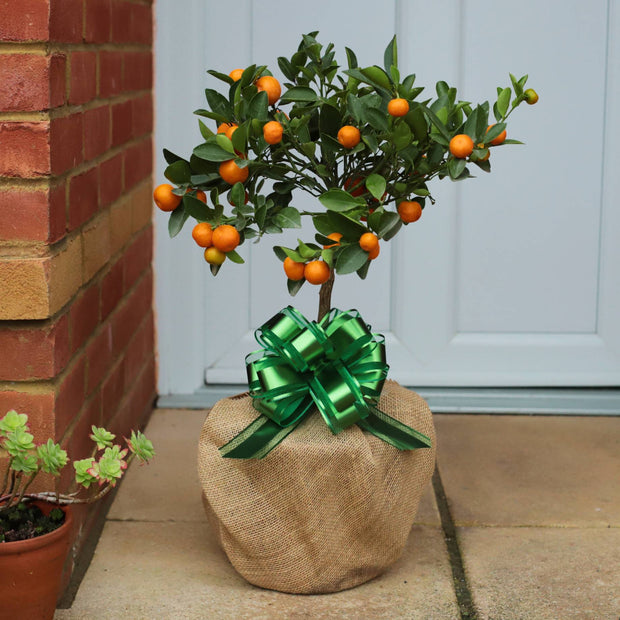 The Best Tree Gifts Trained Fruit Trees