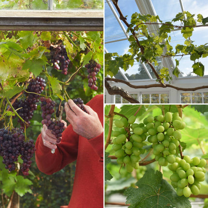 Grapes for Greenhouses Collection Soft Fruit