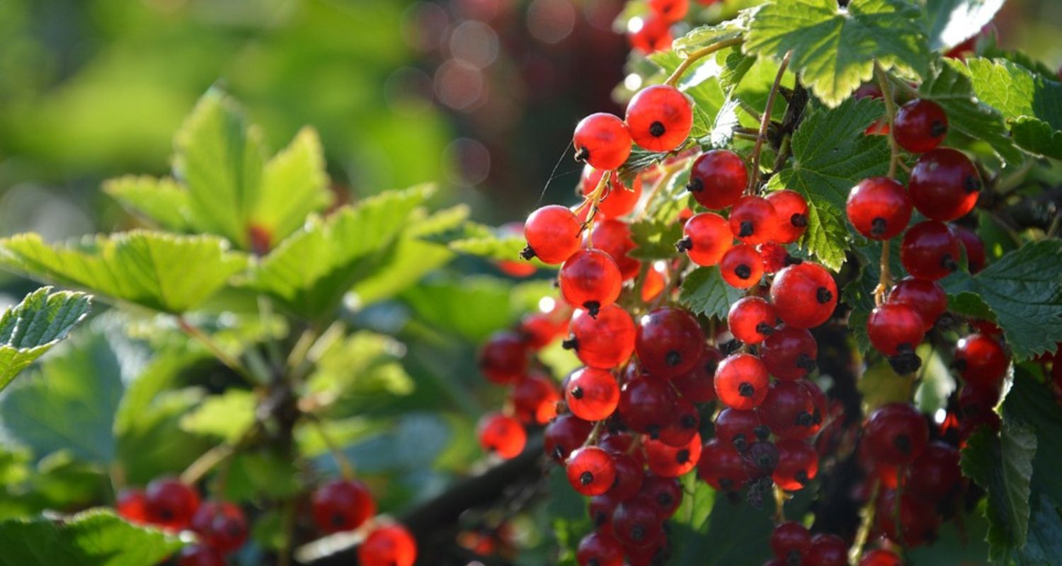 Growing Blackcurrants, Redcurrants and Whitecurrants