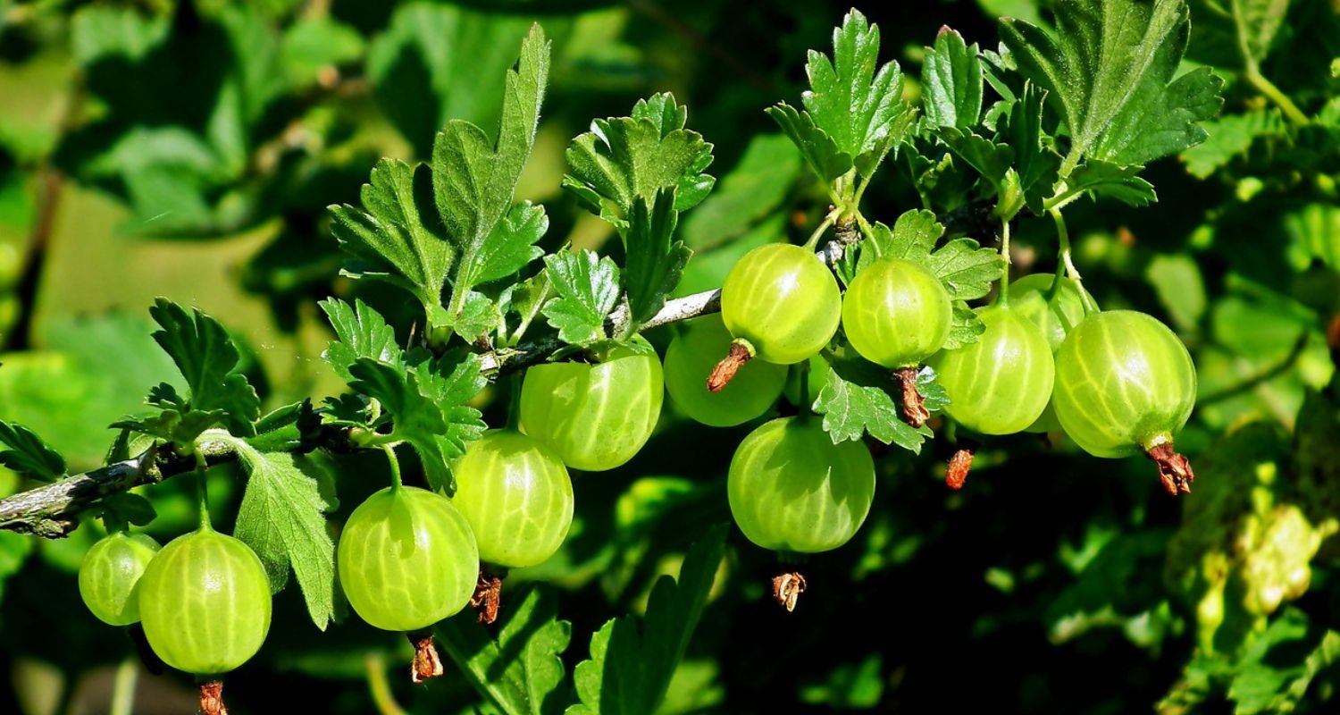 Growing Gooseberries: The Complete Guide