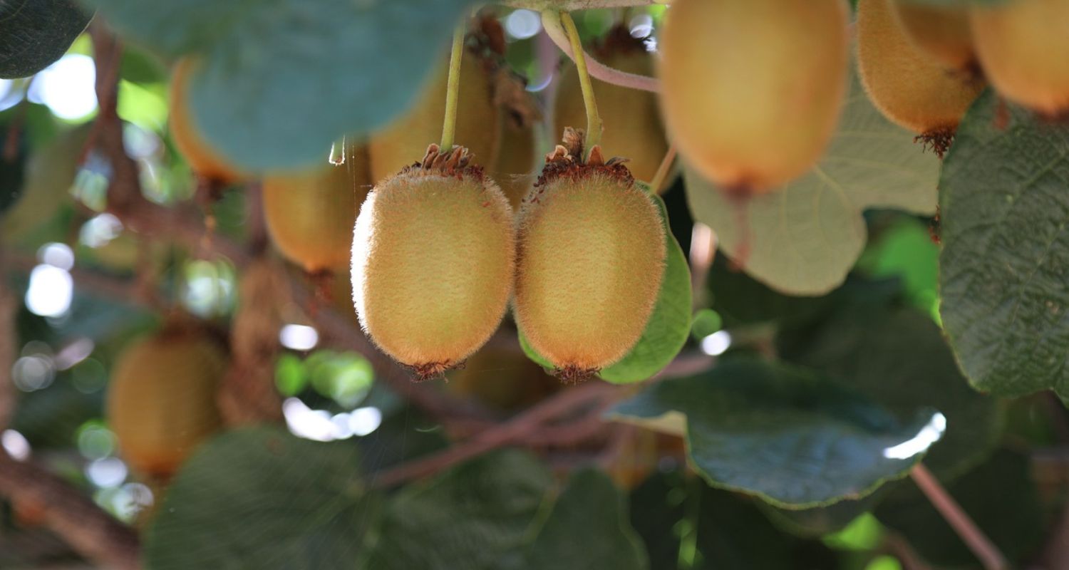 Growing Kiwi Fruits in the UK