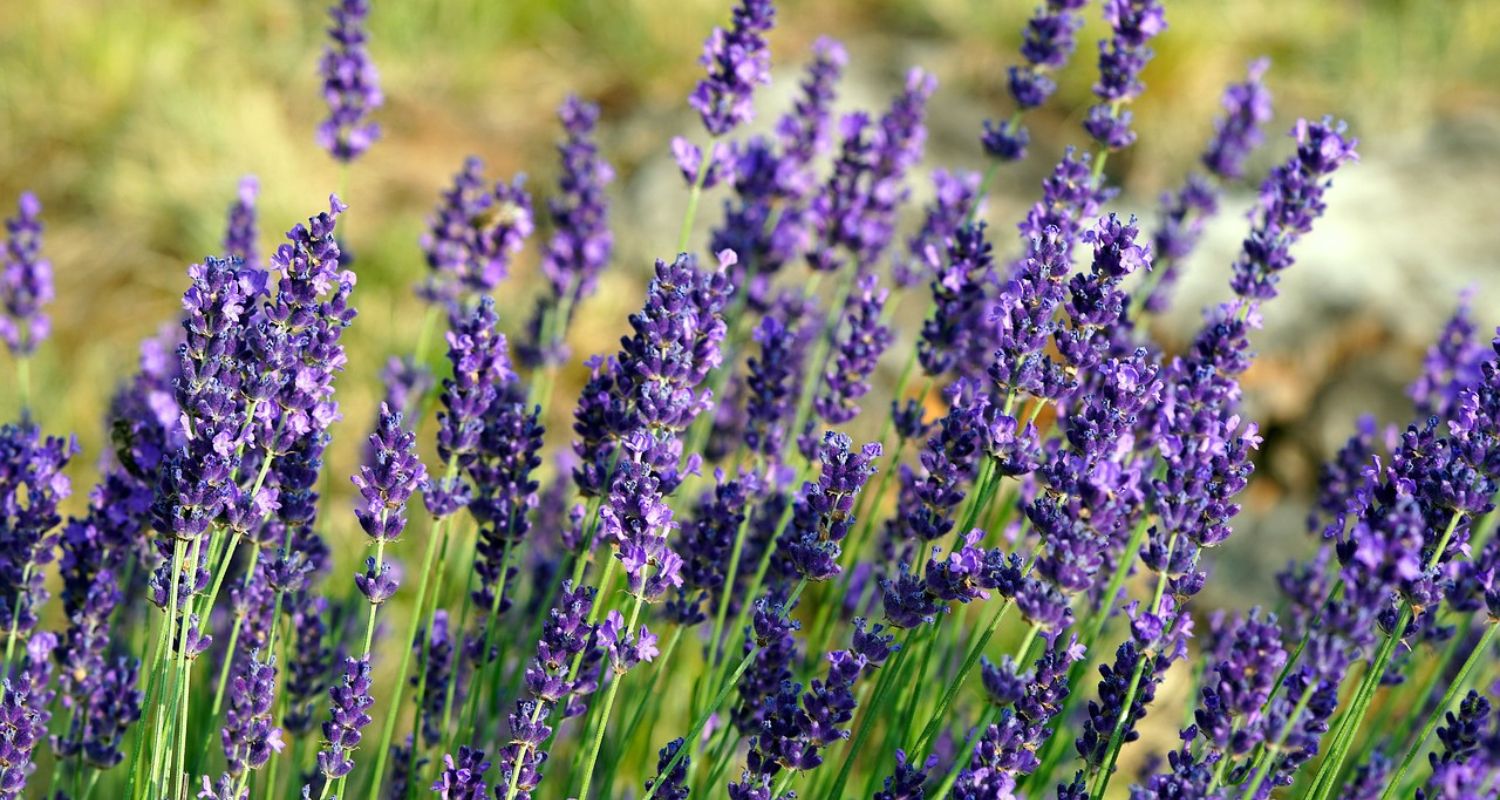 Growing Lavender: Complete UK Guide