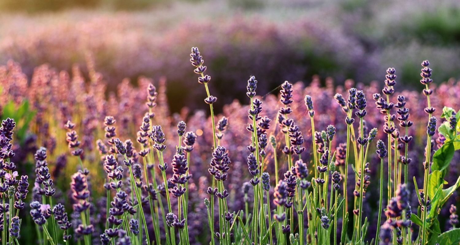 Pruning Lavender: UK Grower’s Guide