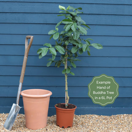 Hand of Buddha Citron Tree | Citrus medica digitata Trained Fruit Trees