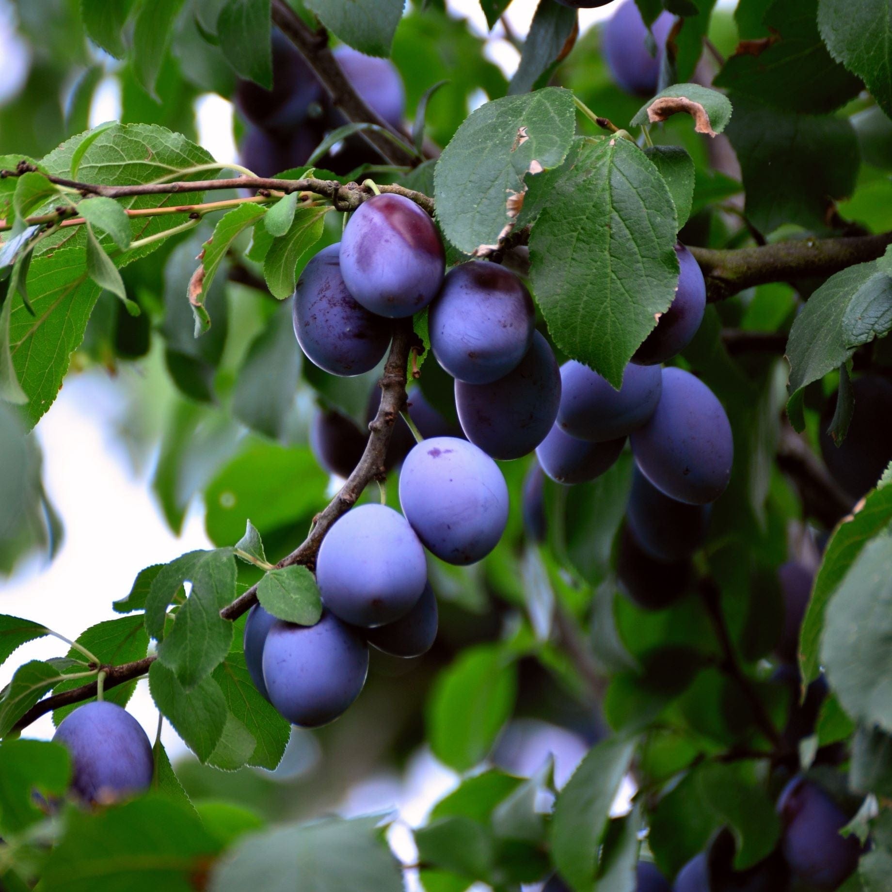 'Hauszwetsche' Plum Tree