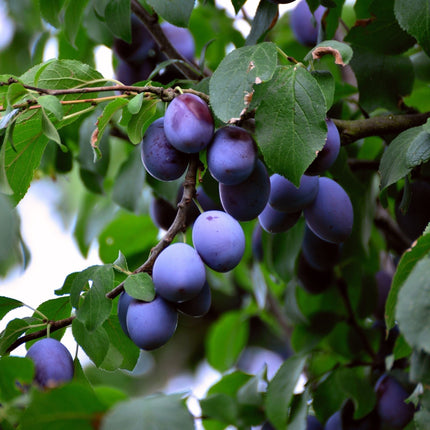 'Hauszwetsche' Plum Tree Fruit Trees