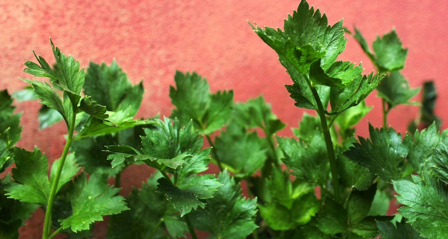 How To Grow Celery