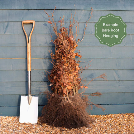 Golden Weeping Willow Hedging | Salix 'Chrysocoma' Shrubs