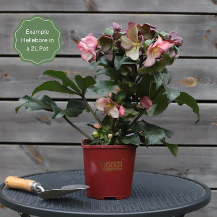 'Lisann' Helleborus x Lemperii | Hellebore Gold Collection® Perennial Bedding