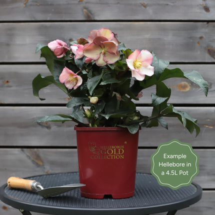 'Rosado' Snow Rose | 'Ice N' Roses®' Series | Hellebore Gold Collection® Perennial Bedding