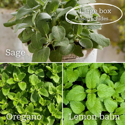 Best Herbs for Pots Vegetables