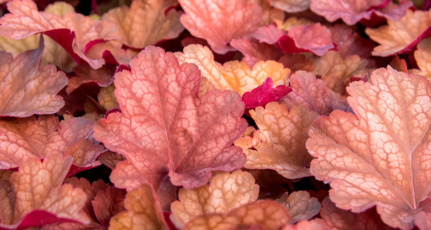 Heuchera Propagation Guide