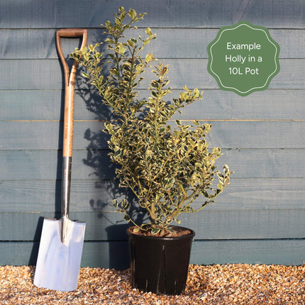 Silver Variegated Holly | Ilex 'Argenteo Marginata' Ornamental Trees