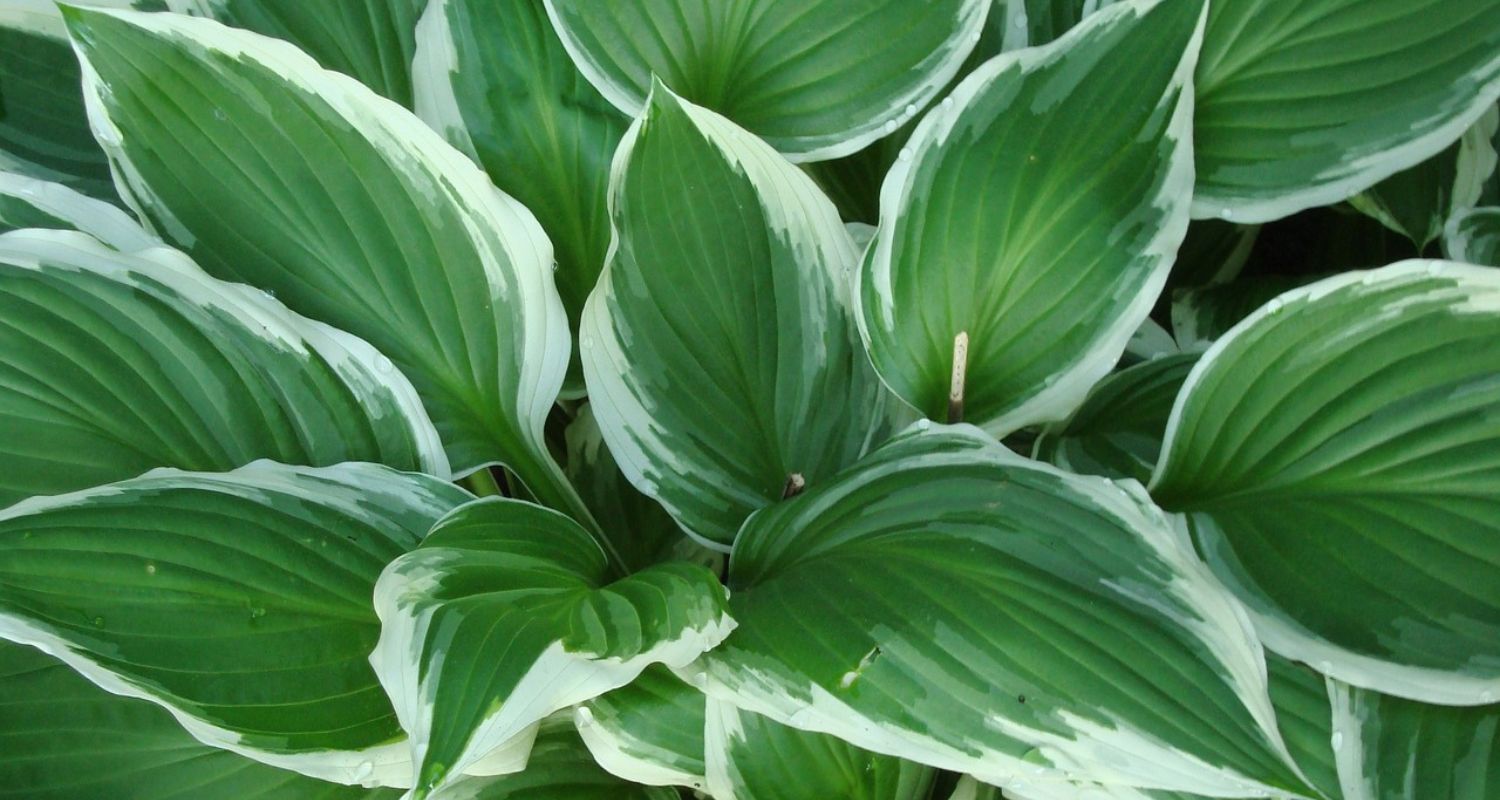 Hosta Plant Care