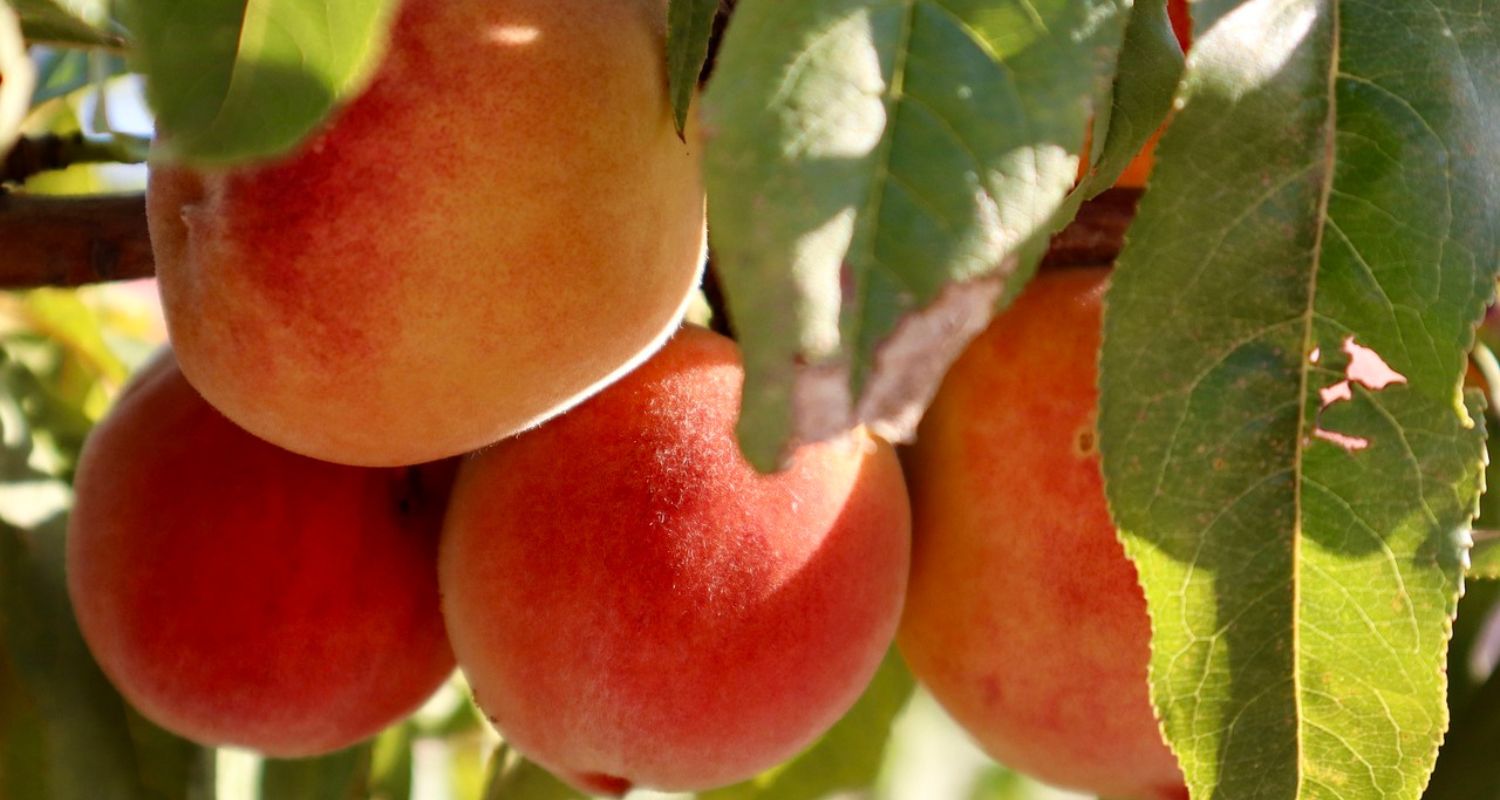 How to Grow Peaches in the UK