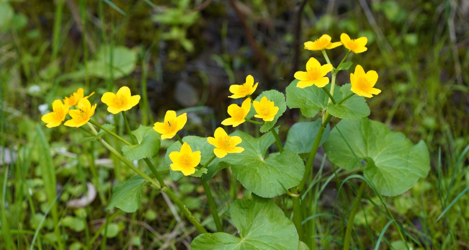 How to Make a Bog Garden